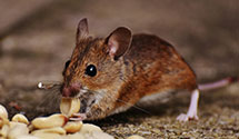 24 Hour & Emergency Exterminators in Mt Washington, PA